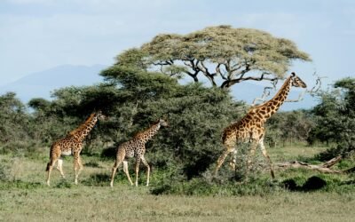África do Sul como você nunca imaginou