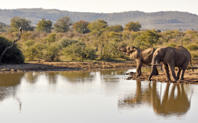 O que esperar de um safári na África do Sul: mais do que avistar animais