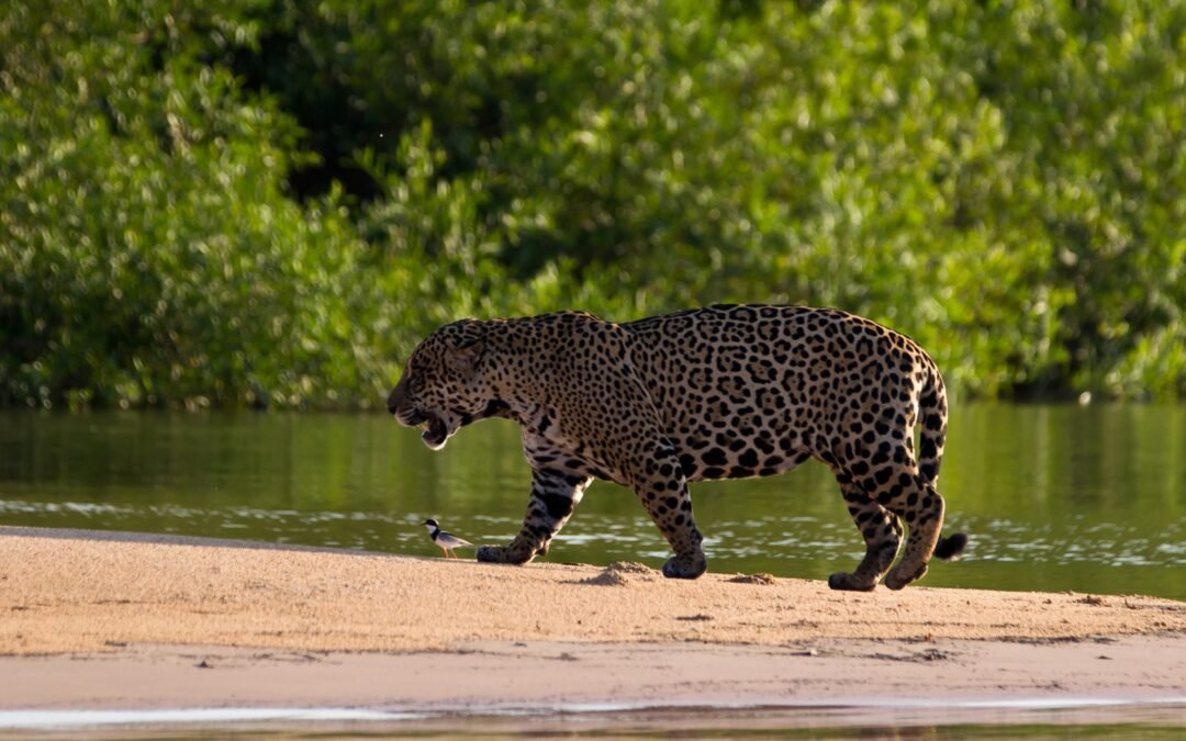 Pantanal River Cruise: o safári fluvial mais exclusivo do Brasil