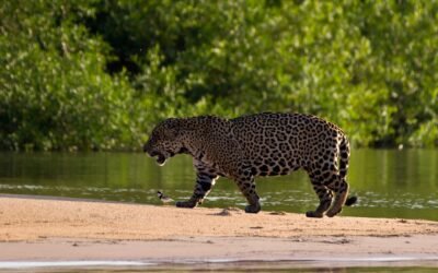 Pantanal River Cruise: o safári fluvial mais exclusivo do Brasil