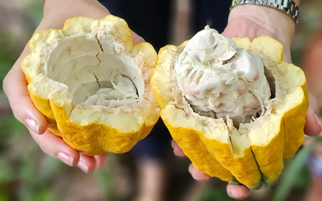 Estrada do Chocolate: quando turismo e sustentabilidade caminham juntos